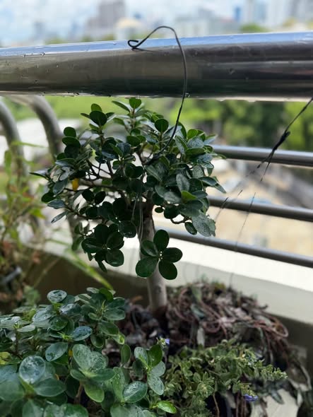 Supreme Garden