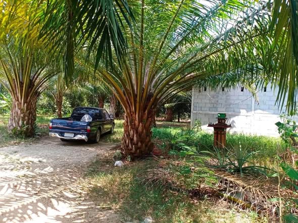 Palm Tree Garden Cafeteria