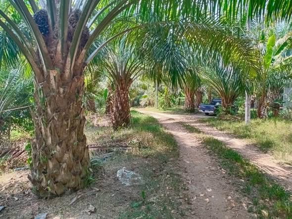 Palm Tree Garden Cafeteria