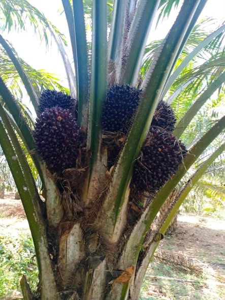 Palm Tree Garden Cafeteria