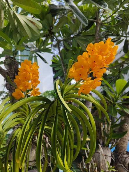 The Orient Resort & Spa